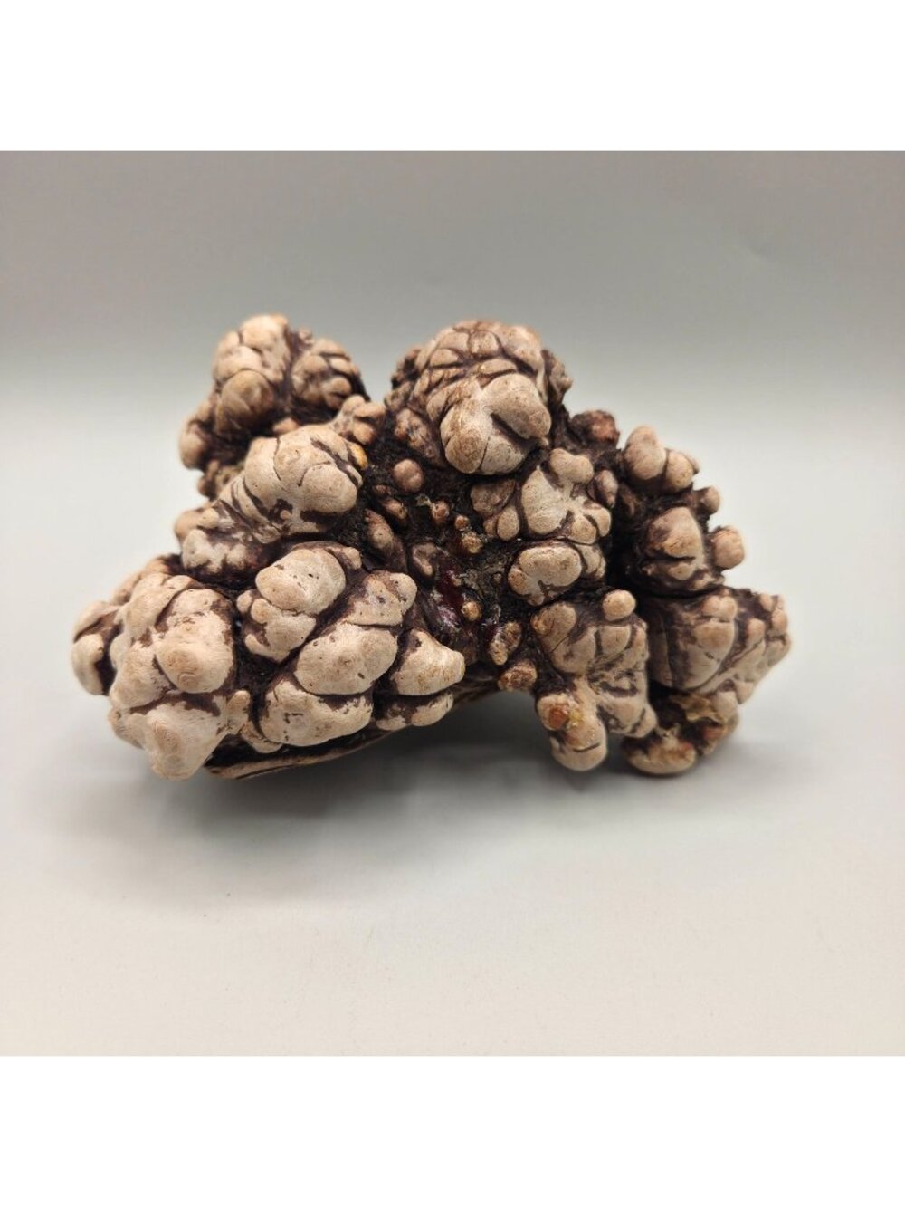 Natural Organic Root Burl Wood Sculpture Knotted Texture Rustic Decor